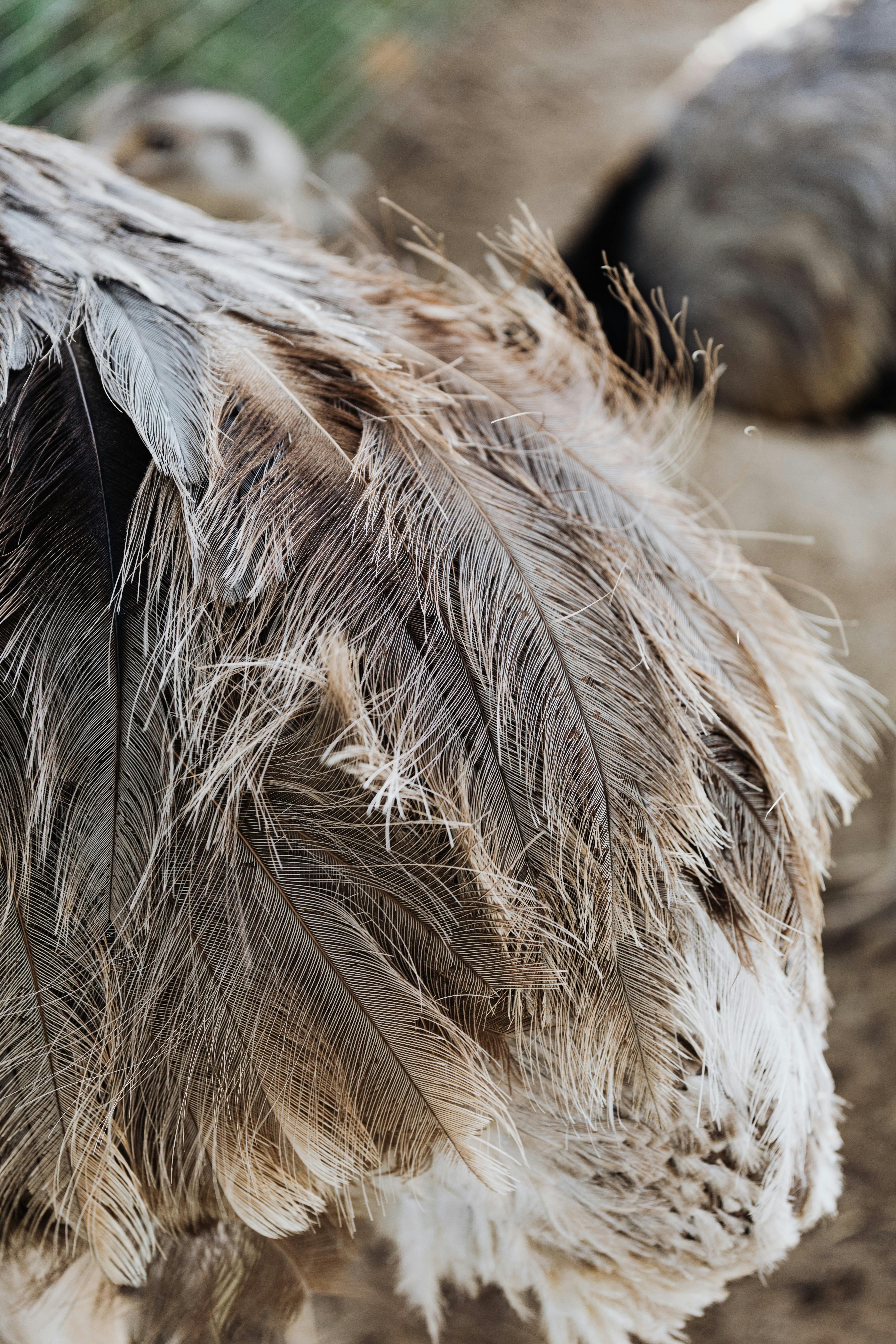 Close-Up Shot of Brown Feathers · Free Stock Photo