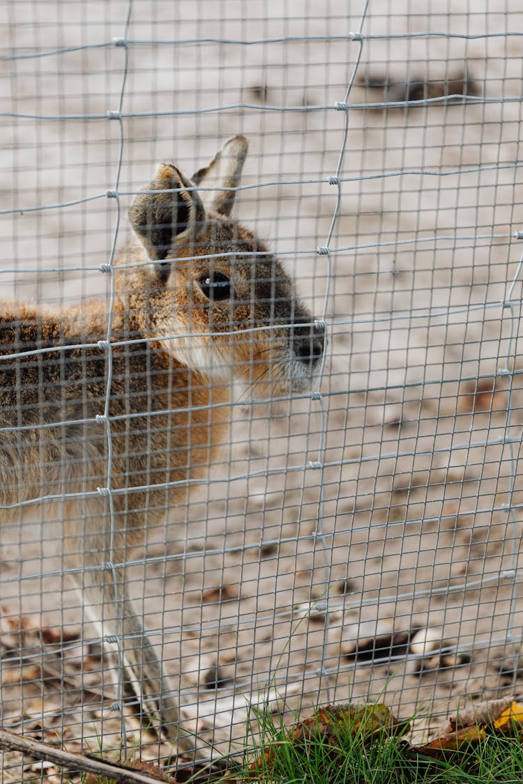 Close-Up Photograph Of A Patagonian Mara