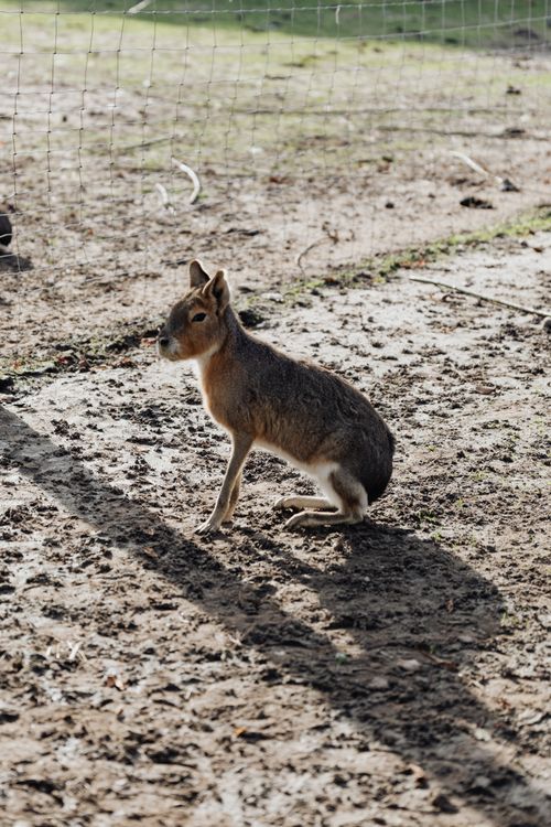 Free Close-up of a Patagonian Mara in its natural outdoor habitat. Stock Photo