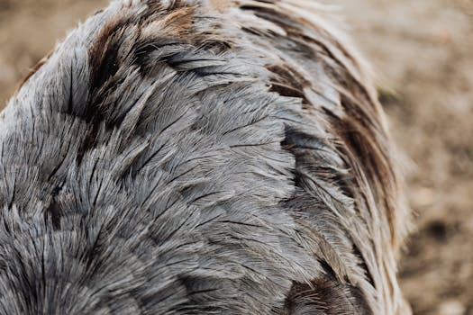 Detailed close-up view of textured ostrich feathers showcasing fine pattern and natural colors.