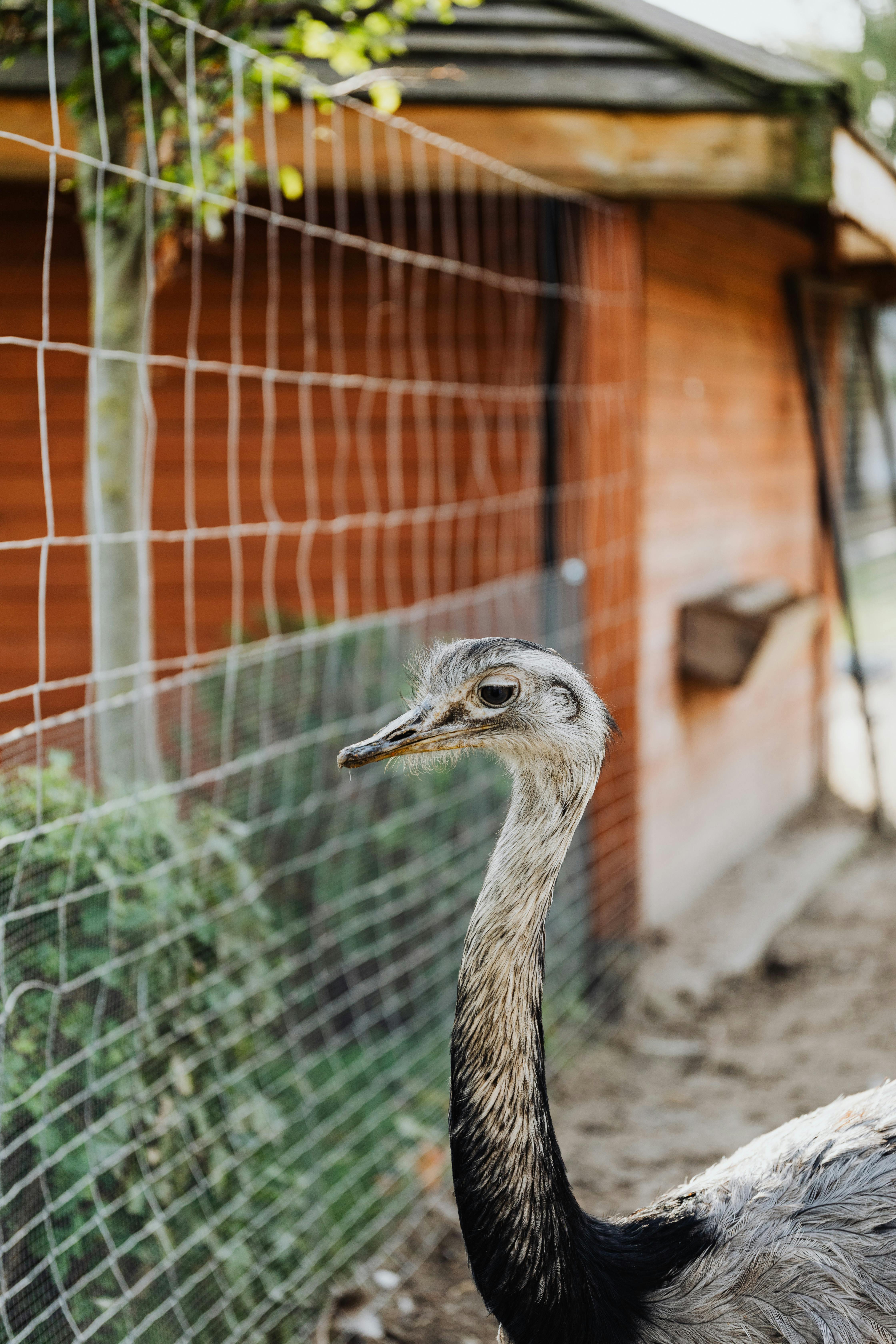 Gratis stockfoto met afrikaanse vogel, aviaire, beest Stockfoto