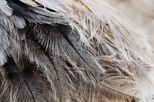 Close-Up Photo of a Bird's Feathers