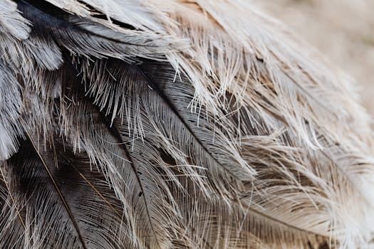 Detailed close-up of bird feathers exhibiting natural patterns and textures.