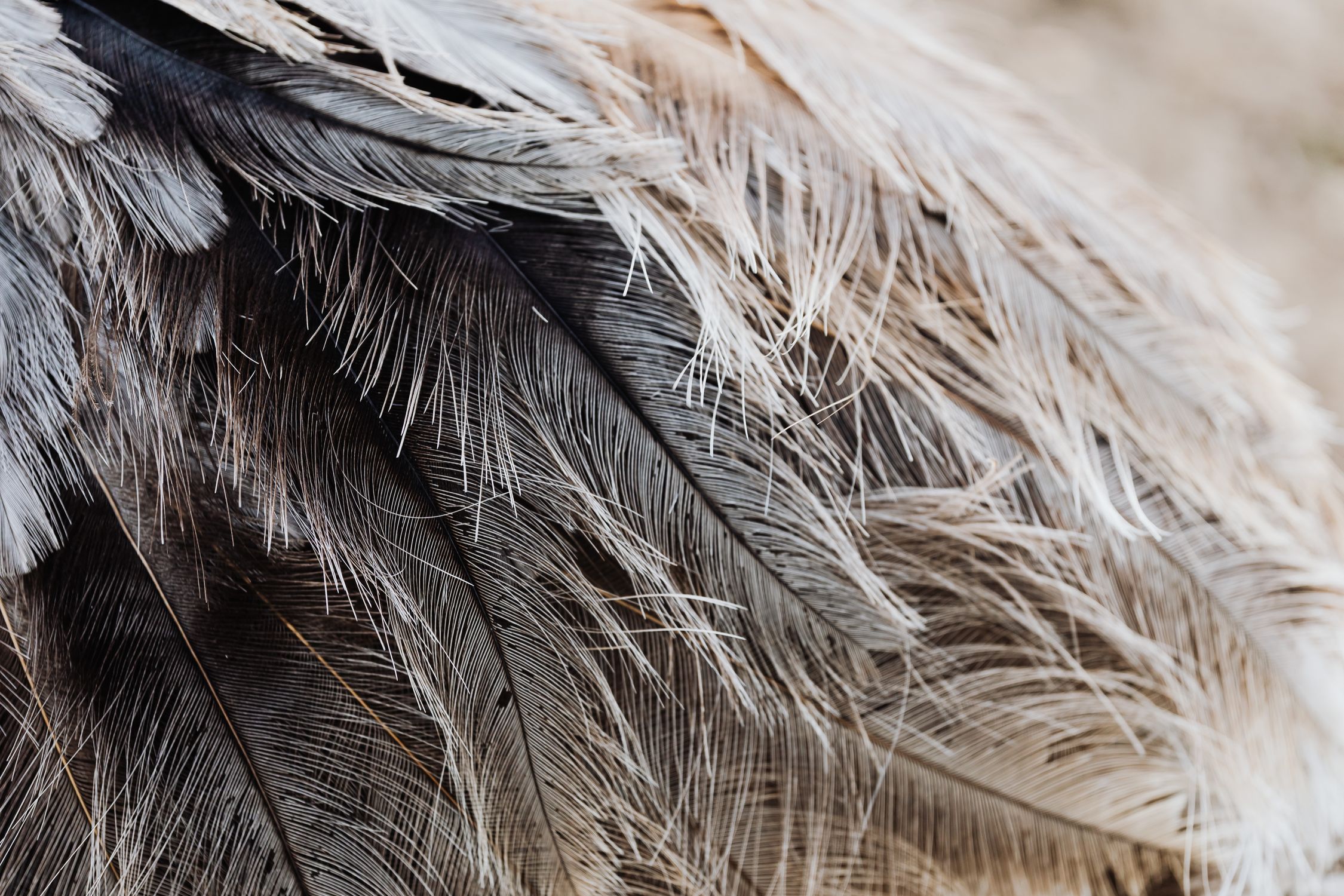 Close-Up Photo of a Bird's Feathers · Free Stock Photo