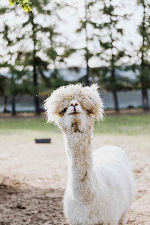 Gratis lagerfoto af alpaca, behåret, dyr Lagerfoto