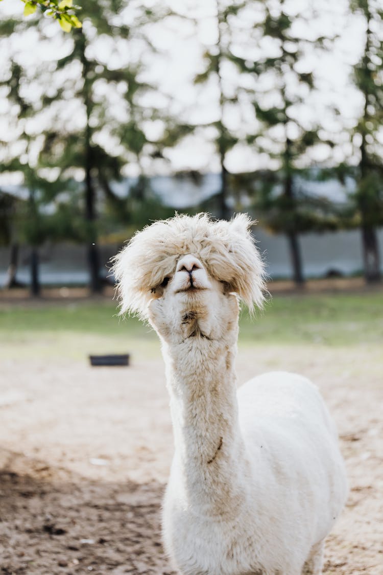 Cute White Alpaca 