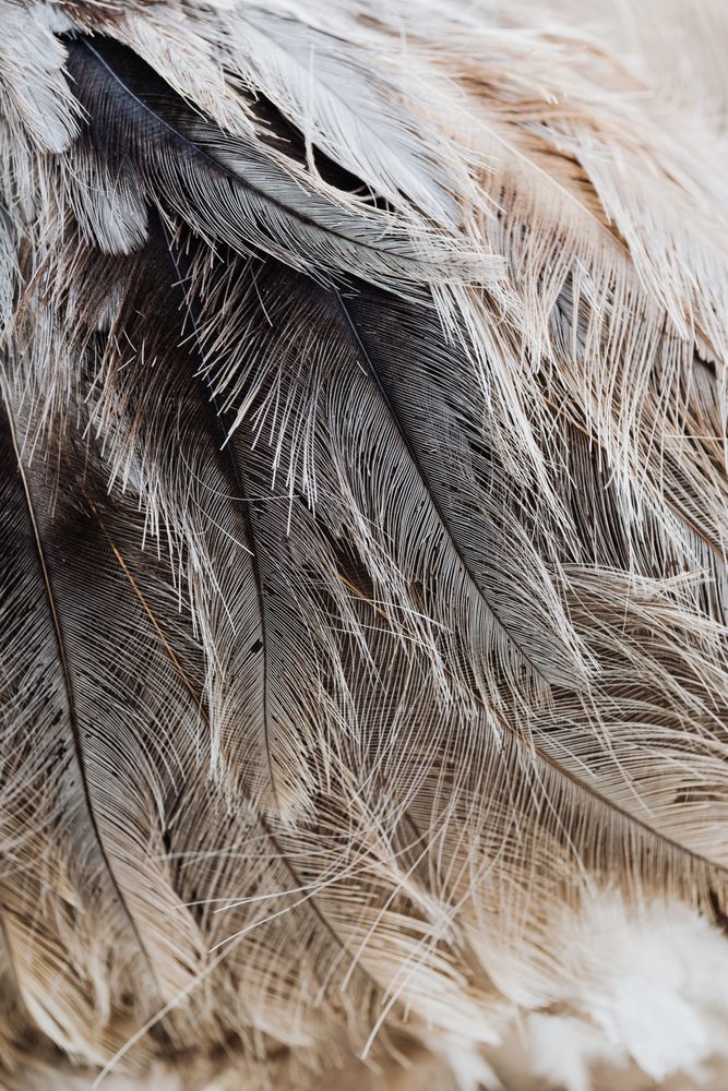 Bird Feathers Photos, Download The BEST Free Bird Feathers Stock Photos ...
