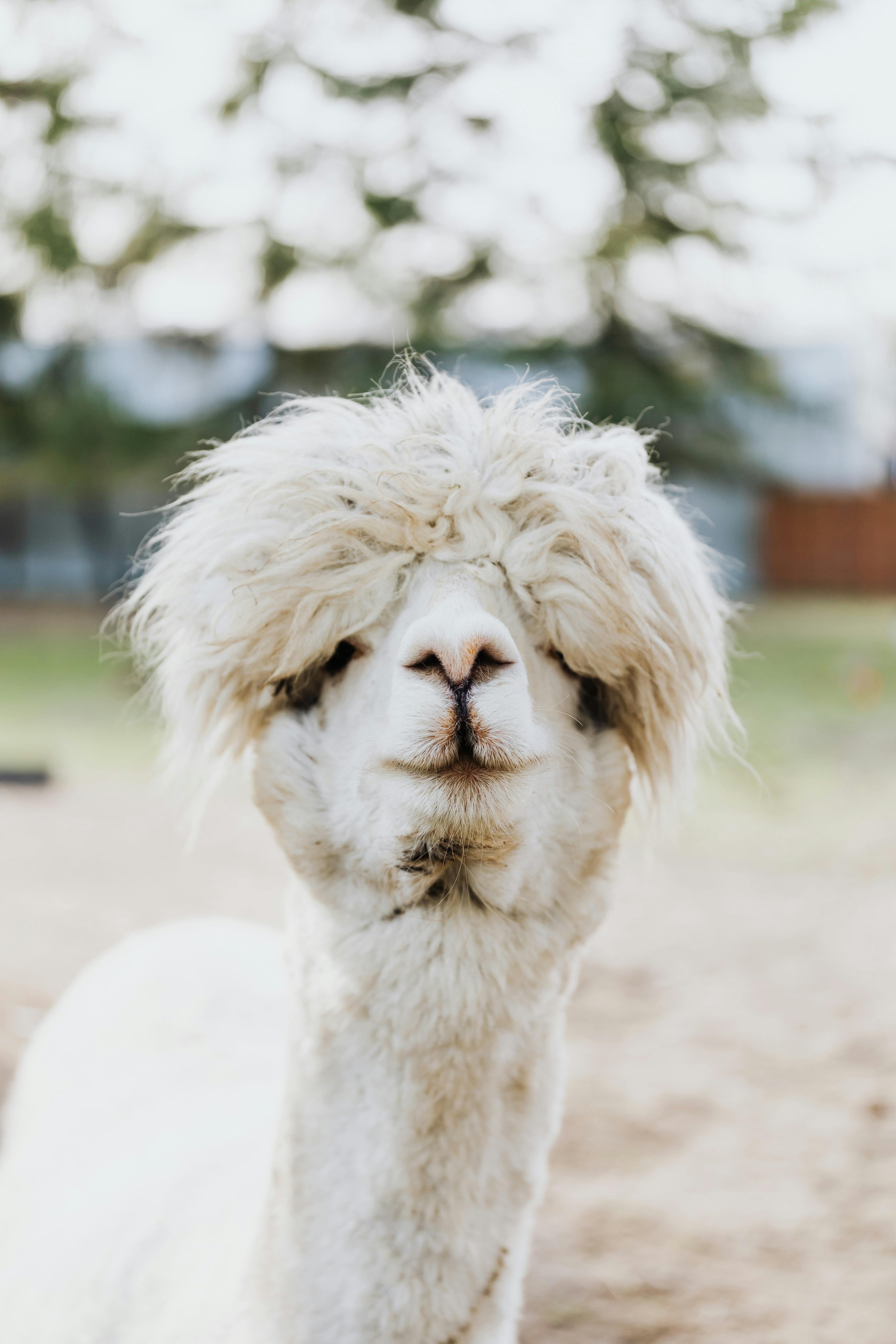 selective focus photo of an alpaca s head