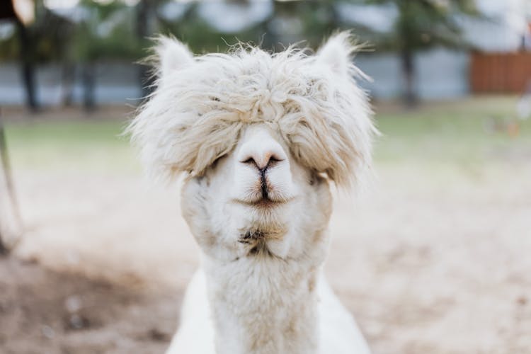 Photograph Of A White Alpaca