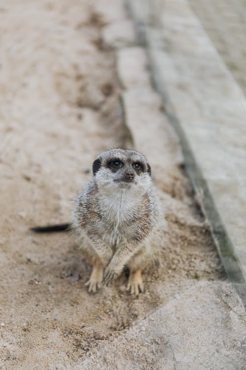 Close-Up Shot of a Meerkat