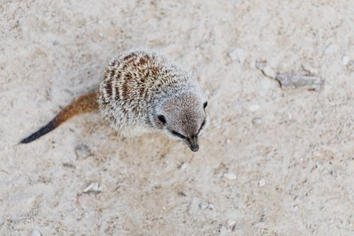 Free Aerial shot of a meerkat standing on sandy ground, showcasing its detailed fur pattern. Stock Photo