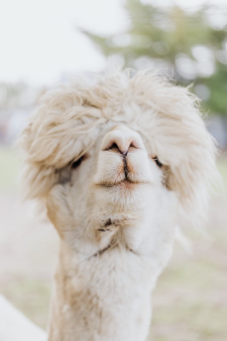 Close-Up Shot Of An Alpaca