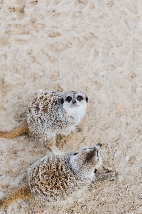Free Two meerkats sitting on sandy ground, looking alert in their natural habitat. Stock Photo
