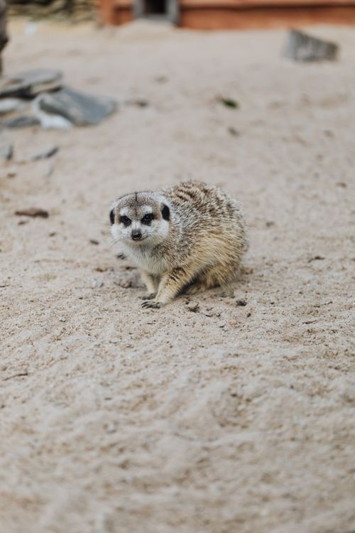 Free Adorable meerkat standing on sandy ground, perfect for wildlife photography enthusiasts. Stock Photo
