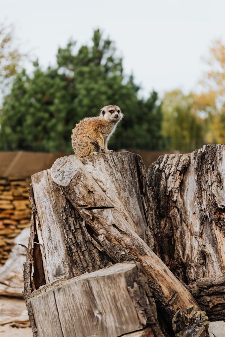 Meerkat Sitting On Tree Stump