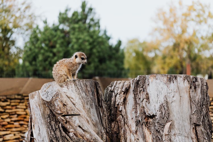 Sad Meerkat On Tree Stump