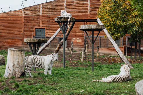 Free Three majestic white tigers relax and explore in their zoo habitat with wooded structures. Stock Photo