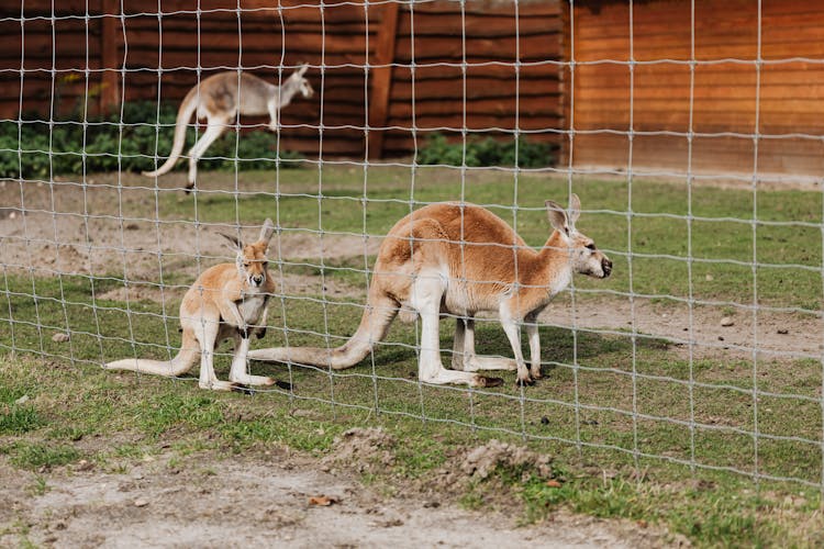 Kangaroos Behind Fence In Zoo