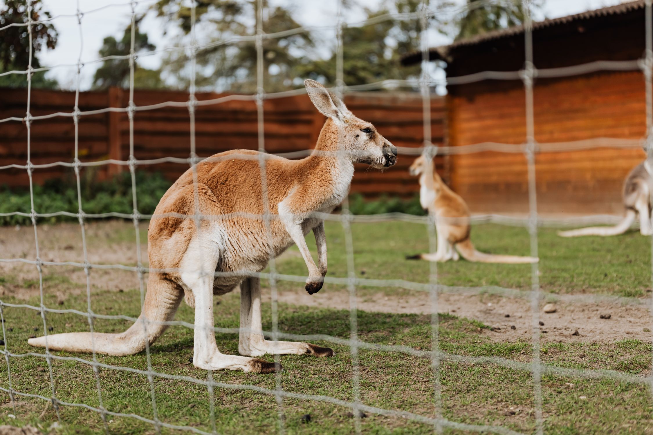 Three kangaroos behind a fence in a wildlife zoo