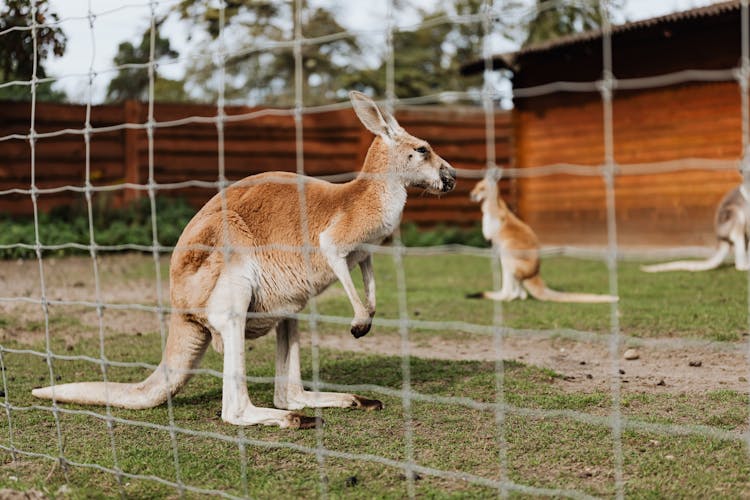 Kangaroos Behind Fence In Zoo