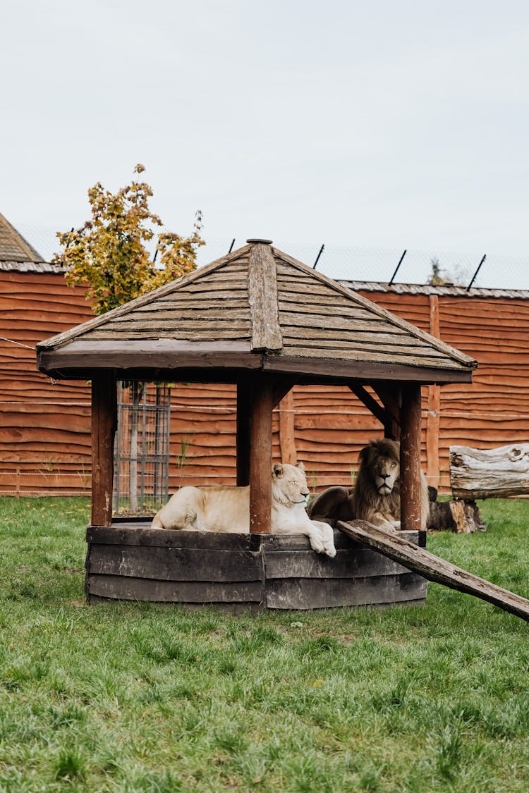 Two Lions In Gazebo In Zoo