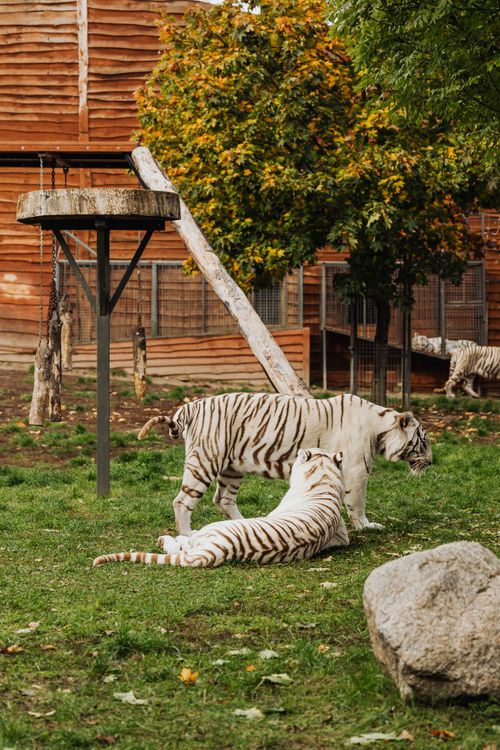 Free White tigers in a naturalistic zoo habitat surrounded by trees and wooden structures. Stock Photo