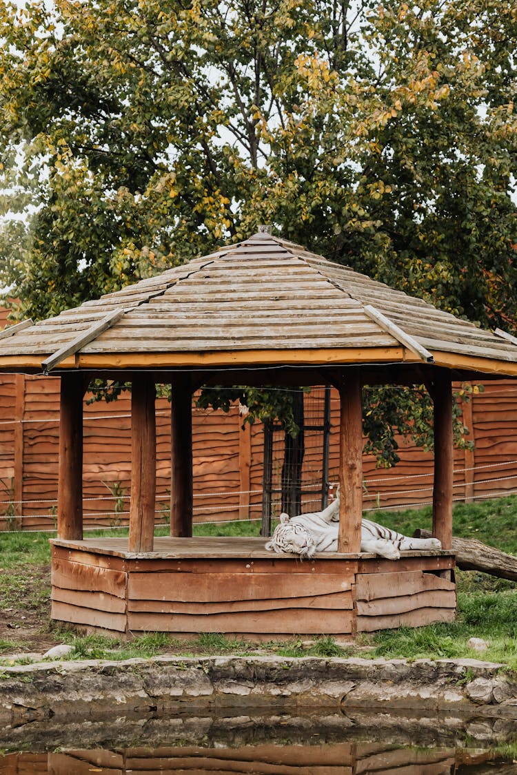 White Tiger Sleeping In Zoo Gazebo