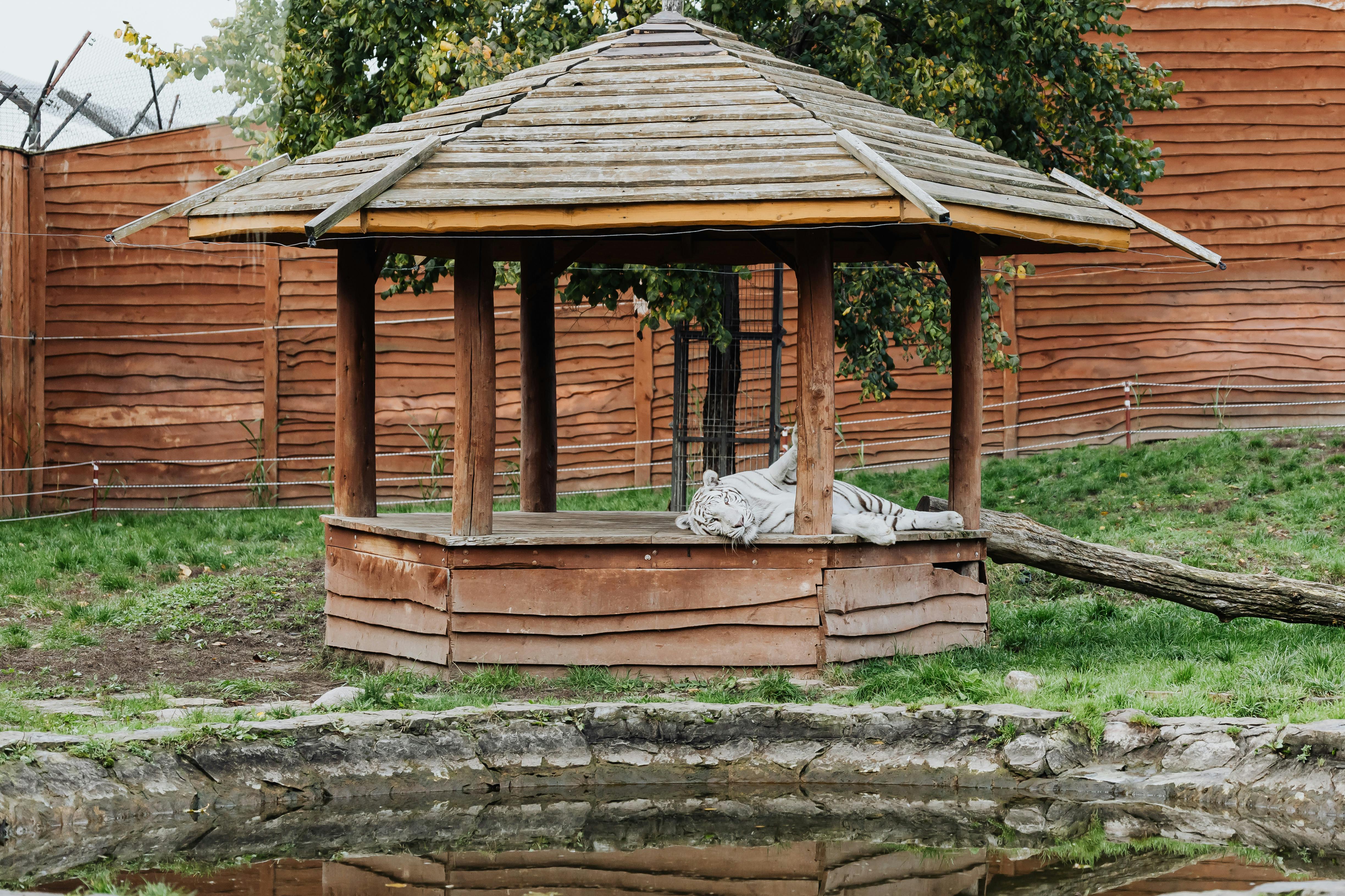White tiger lounging in a wooden gazebo at a zoo, surrounded by nature.