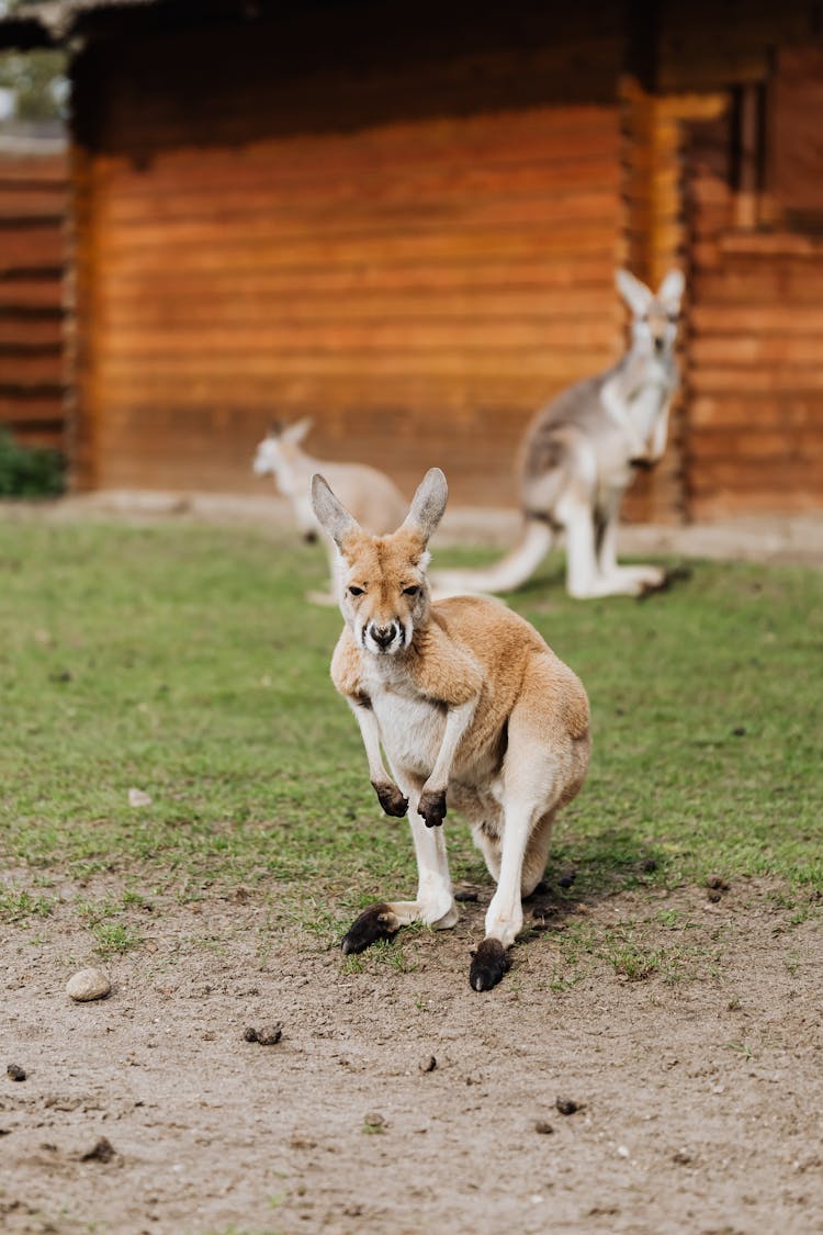 Kangaroos Exhibit At Zoo