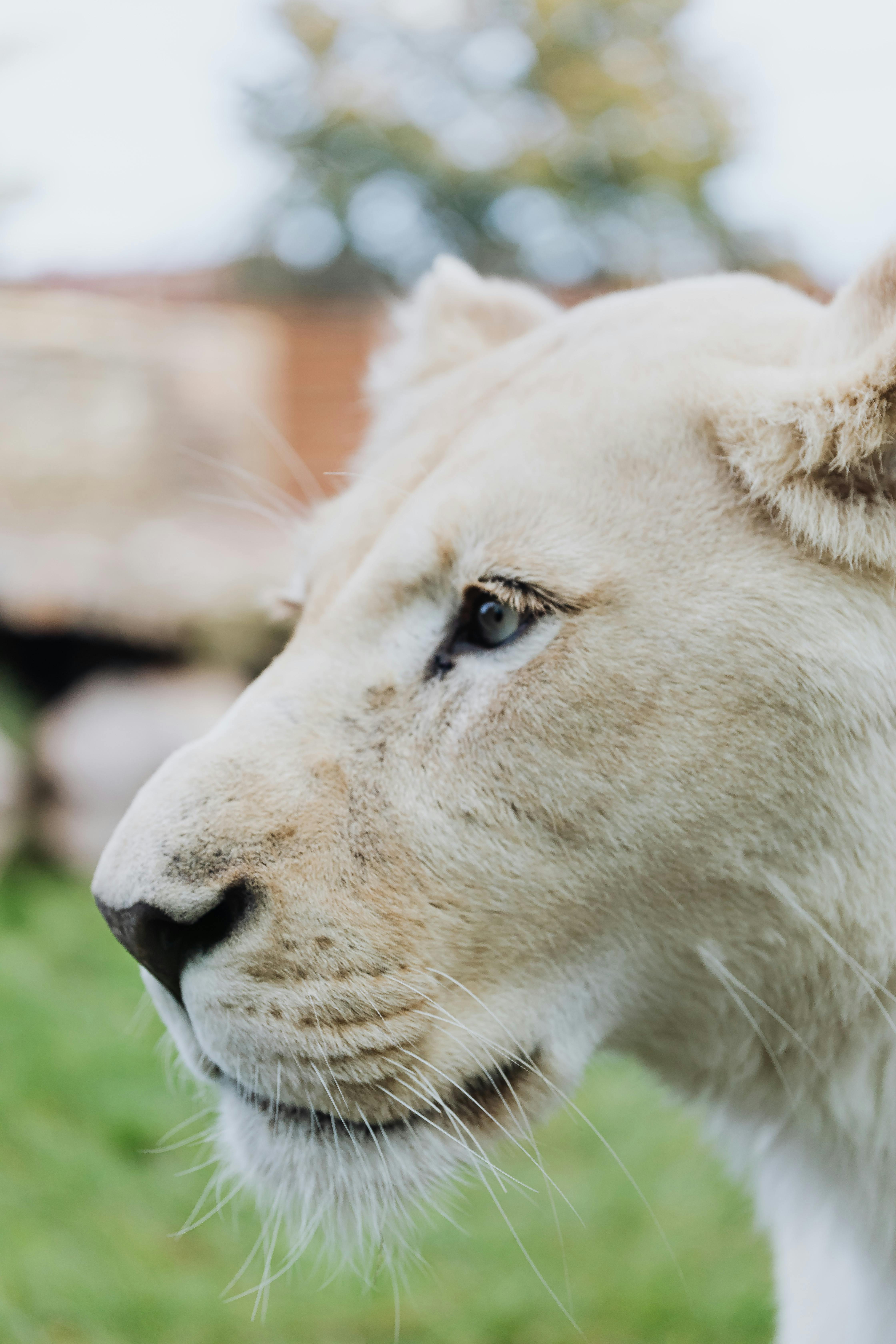 close up shot of a lioness