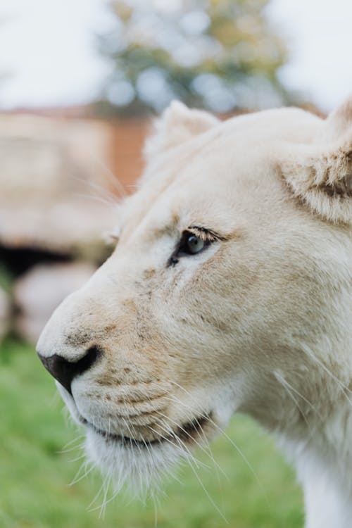 Free Close-Up Shot of a Lioness Stock Photo