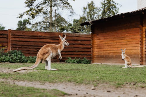 動物, 動物園, 囚禁的动物 的 免费素材图片