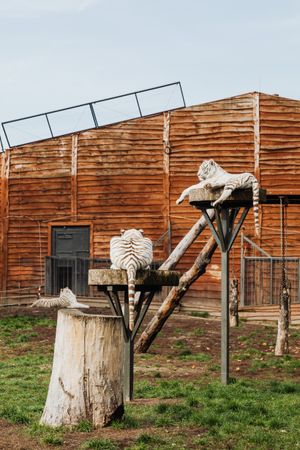 Modern tiger exhibit architecture