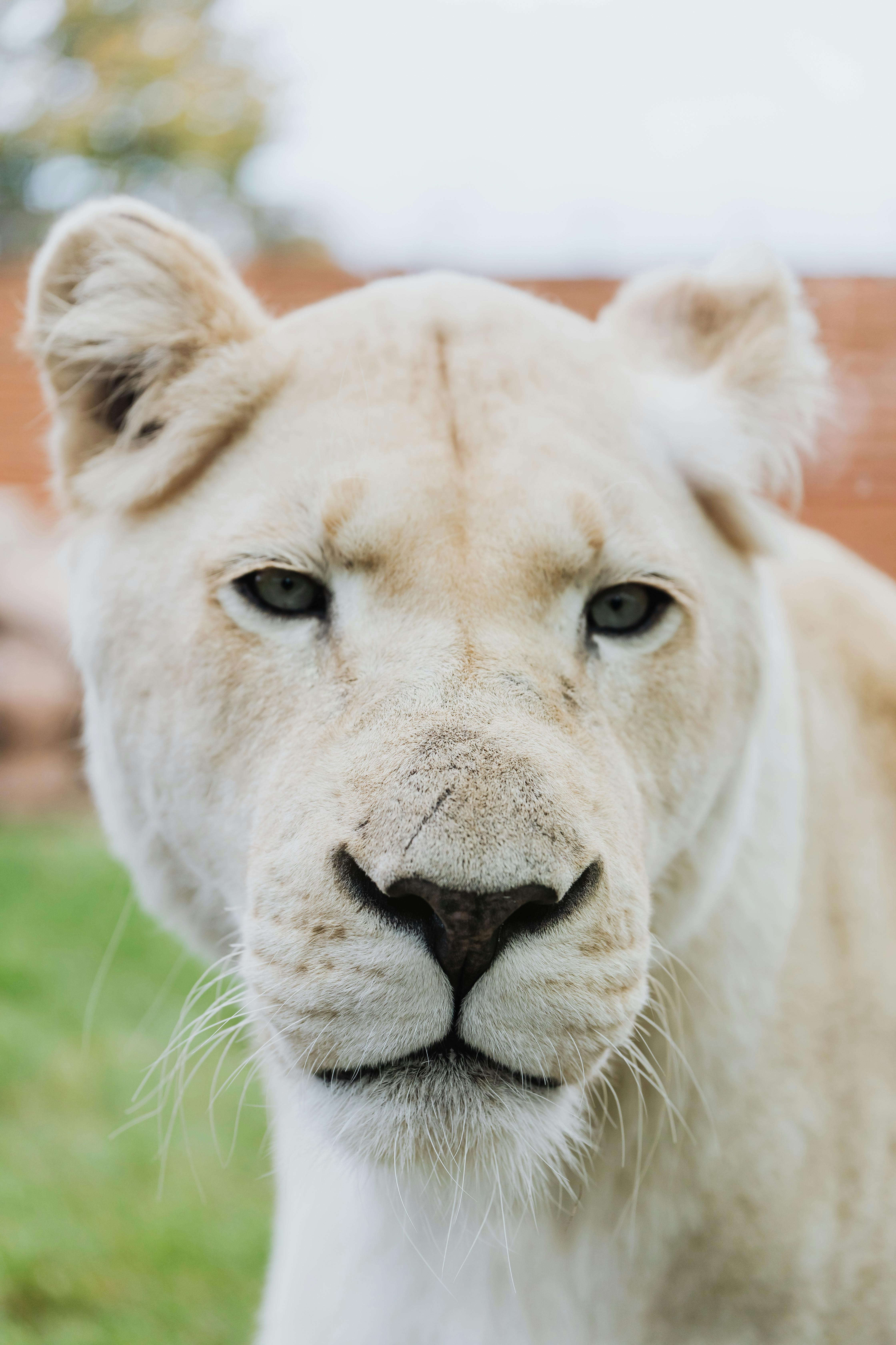 white lioness face