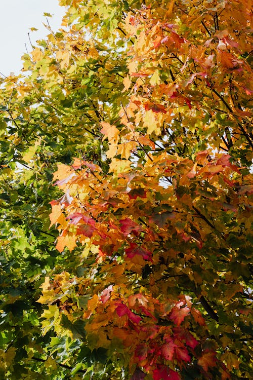 Gratis stockfoto met bladeren, bomen, esdoorn