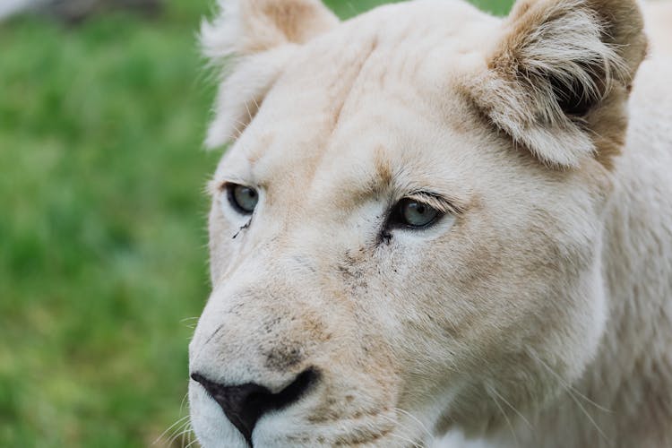 Close-up Of A White Lioness Head 