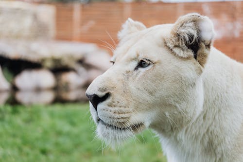 Headshot of Lioness