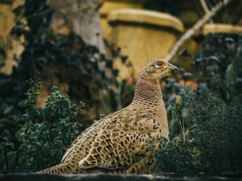 Free An intricate close-up of a pheasant perching among green foliage in a natural setting. Stock Photo