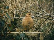 Brown Bird on Brown Wooden Fence