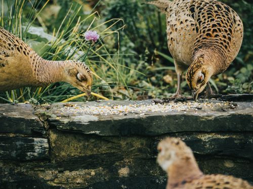 Free Close-up of pheasants eating seeds on a stone feeder in a garden setting. Stock Photo