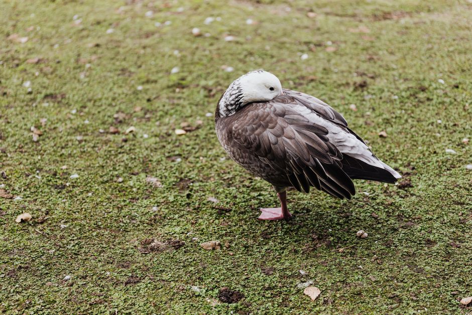 bird removal near me Beverly Hills bird removal Beverly Hills