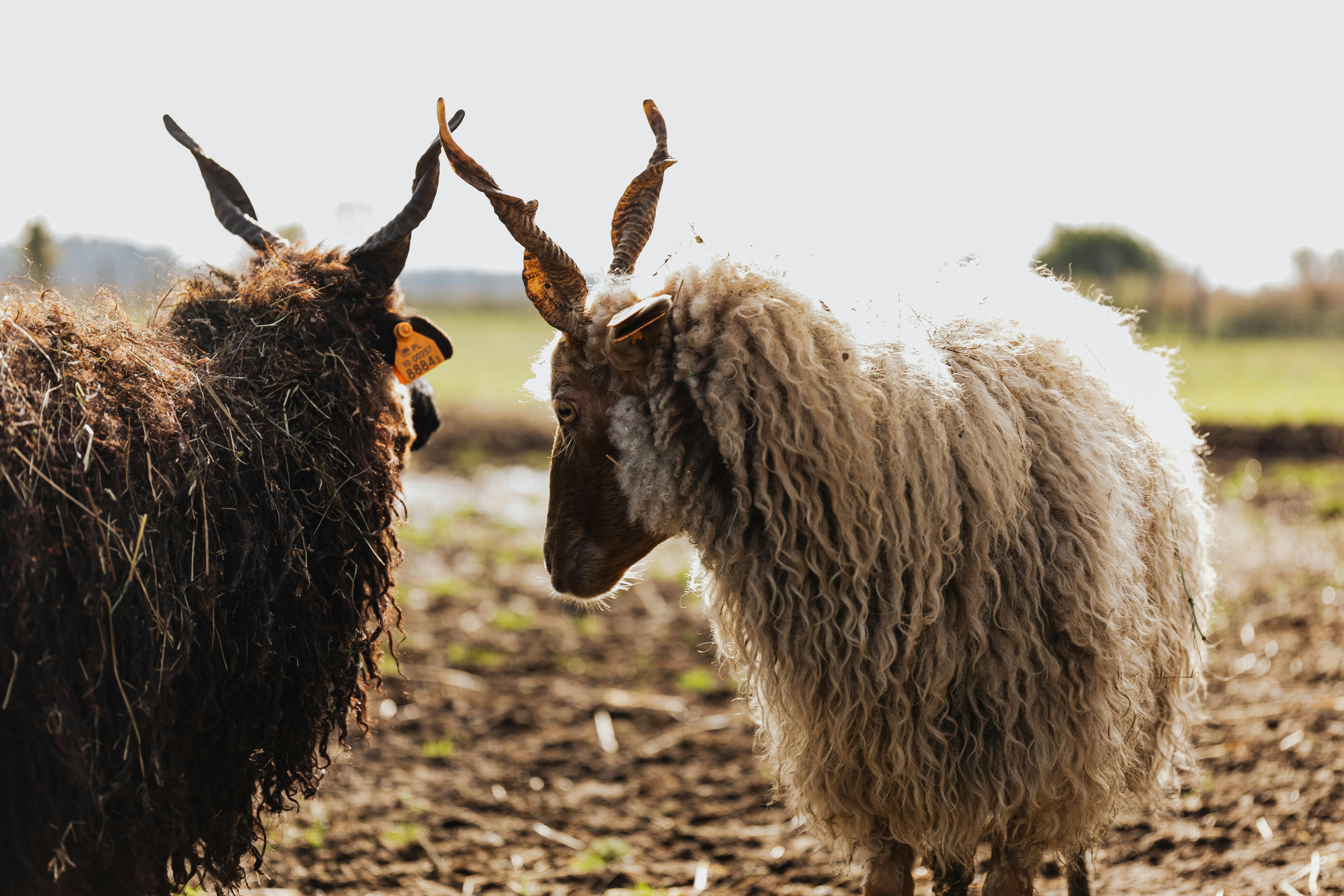 grátis Foto profissional grátis de agricultura, agricultura tradicional, animais da fazenda Foto profissional