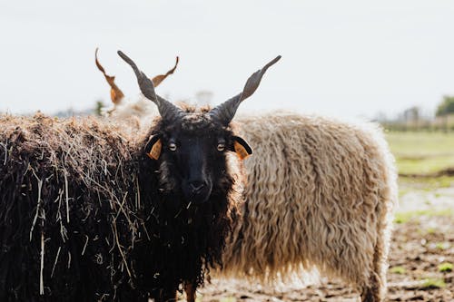 Sheep in a Field