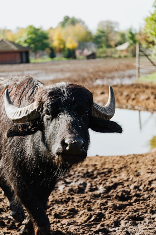 Photo of Black Buffalo at Farm