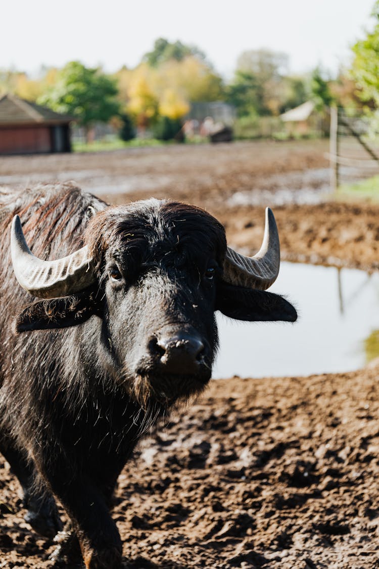 Photo Of Black Buffalo At Farm