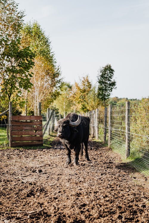 Photo of Buffalo at Farm