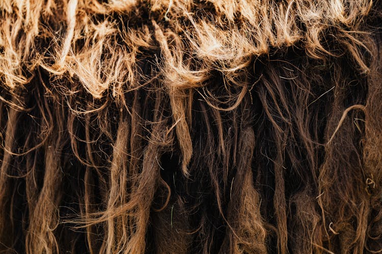 Close-up Of A Tangled Fur 