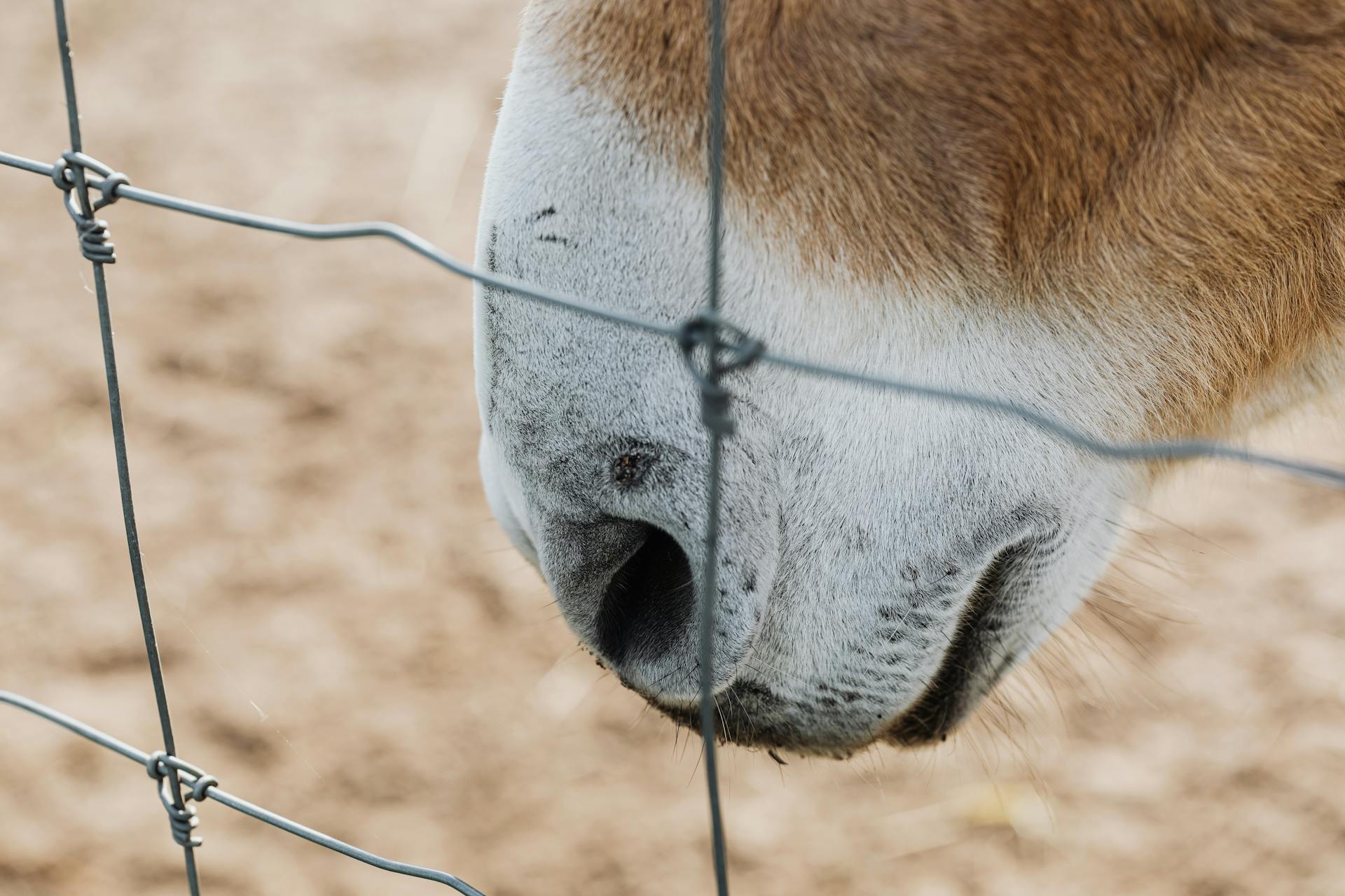 Close-up of a Horses Mouth