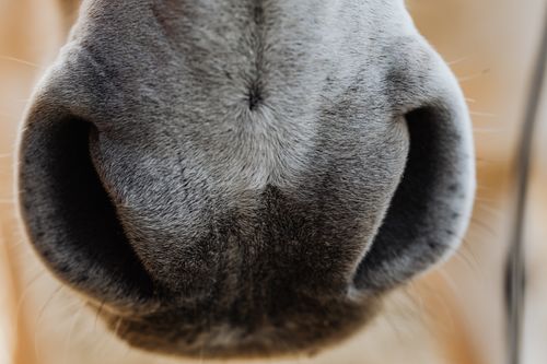 Free Close-up photo of a horse's muzzle and nostrils, showcasing details and texture. Stock Photo