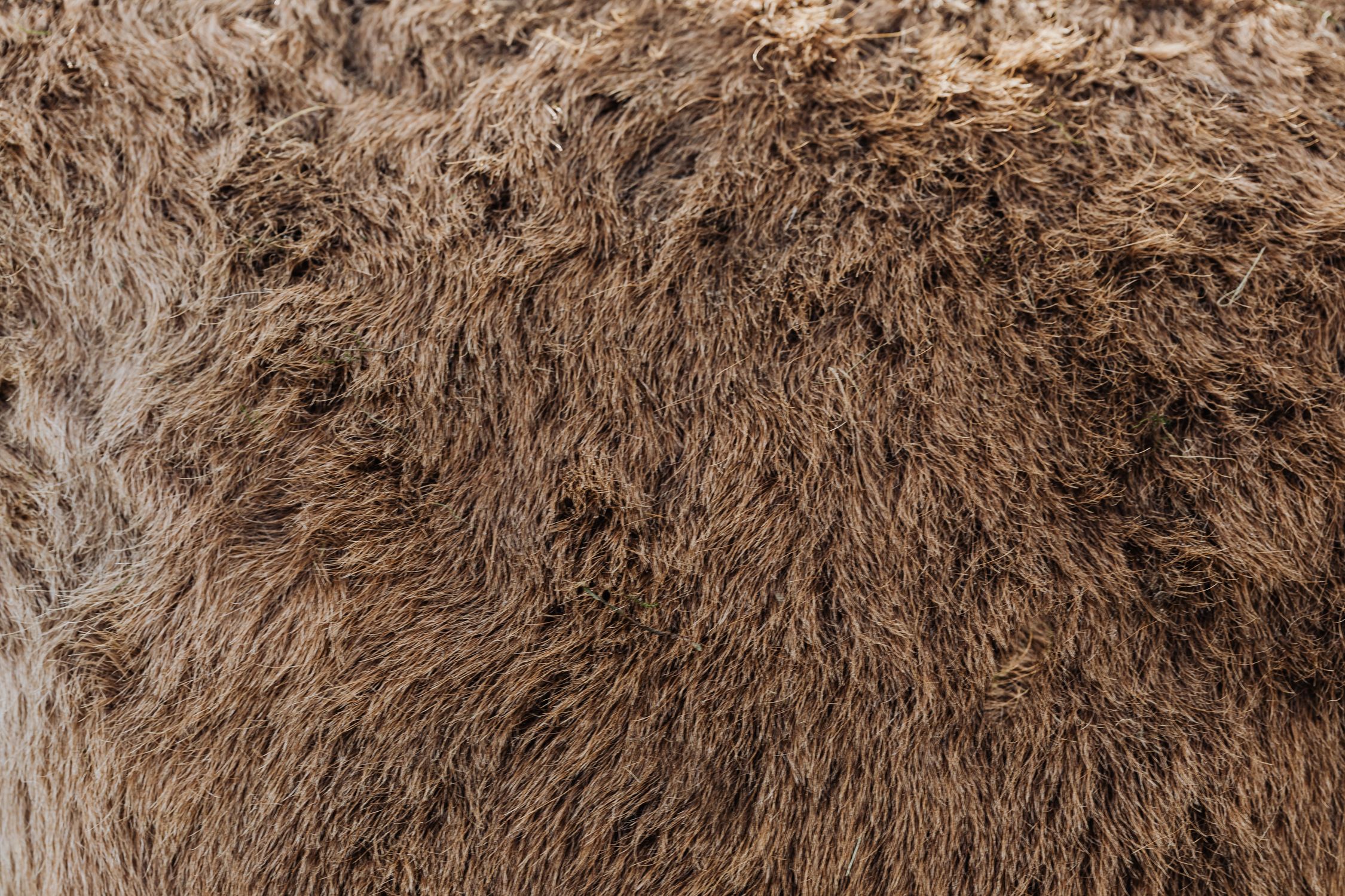 Close-up of Brown Animal Fur · Free Stock Photo
